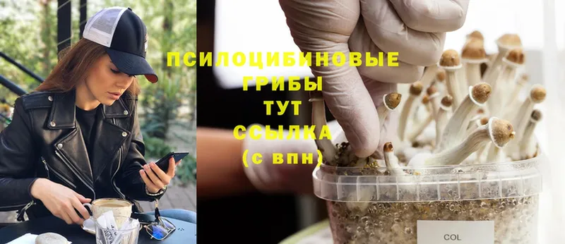 Галлюциногенные грибы Psilocybine cubensis Красноуфимск